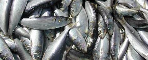 Indian Oil Sardine Sea Food at best price in Raigad by Aroma Seafoods | ID: 6783936712