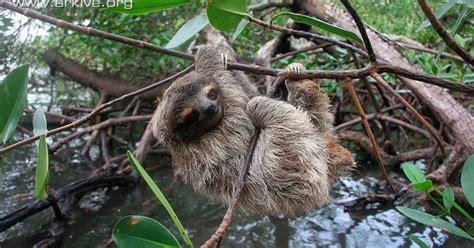 Save Our Species: Critically Endangered Species of the Week: the Pygmy Three-toed Sloth!