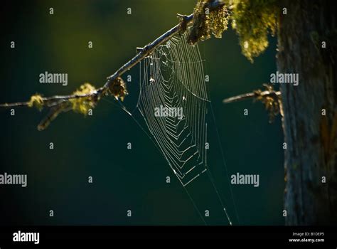 Spider web with a green background Stock Photo - Alamy