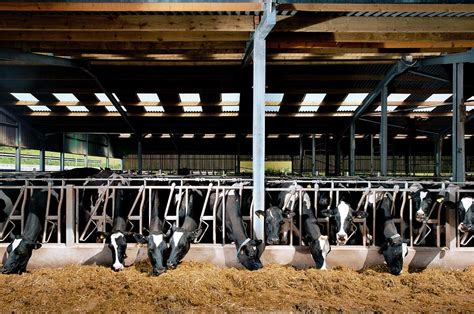 Dairy Cattle Farming Photograph by Jim Varney/science Photo Library - Fine Art America