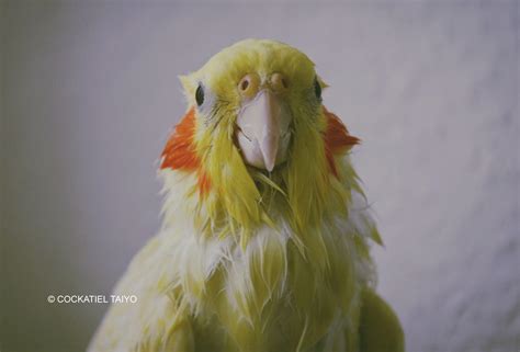 Cockatiel Bird Wallpapers - Wallpaper Cave