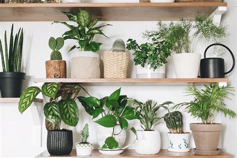 The Best House Plants to Boost Your Mood This Winter