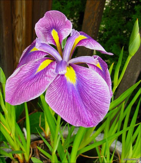 My Garden: Some June flowers