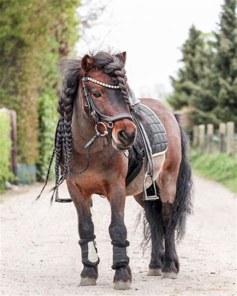 Exploring the Charm and Versatility of Pony Breeds (VIDEO)