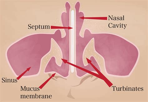 Nose Anatomy Drawing