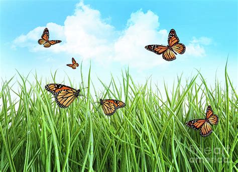 Butterflies In Tall Wet Grass Photograph by Sandra Cunningham