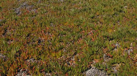 Carpobrotus edulis Seeds £3.25 from Chiltern Seeds - Chiltern Seeds Secure Online Seed Catalogue ...