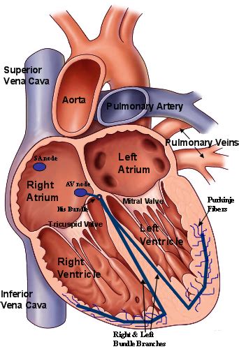 Normal Heart Function and Normal Heart Rhythm