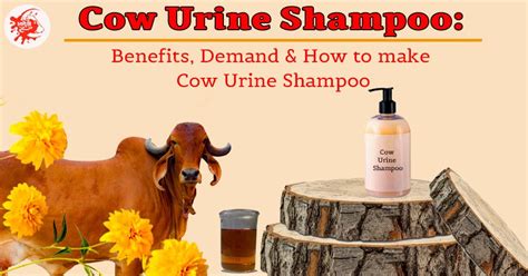 Cow Urine Shampoo: Benefits, Demand & How to Make