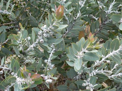 Eucalyptus tetragona syn. Eucalyptus pluerocarpa – The Native Shop