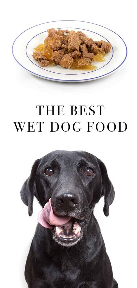 Best Wet Dog Food - The Top Choices For Your Dog