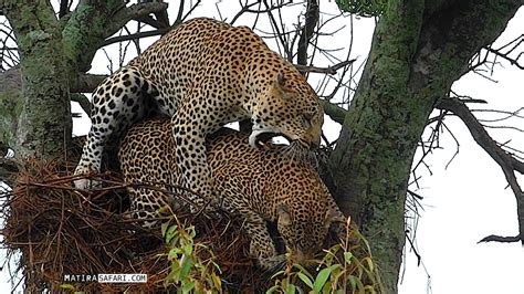 Rare video: Leopards mating in a bird’s nest! – Homie Daily