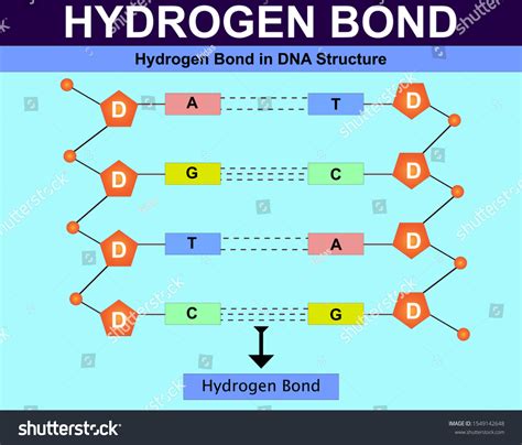 Bonds In Dna Hyrogen Bonding Dna Covalent Bonds In Dna Phase | Free Nude Porn Photos