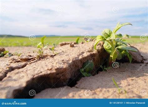 Dry Land With Plant Stock Image - Image: 14128101