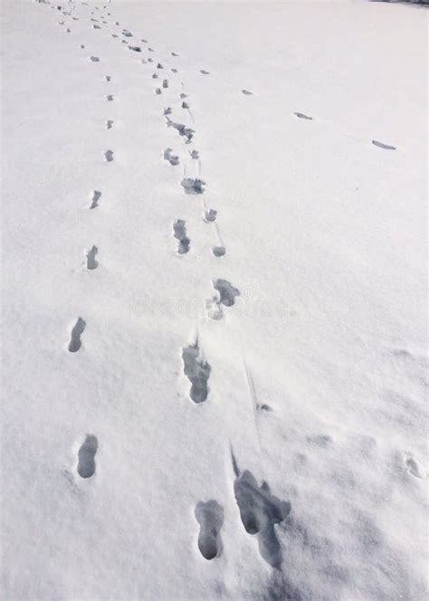 Dear Track Footprints in Winter Snow Stock Photo - Image of footprints, animals: 50764290