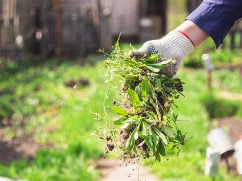 Managing Weeds - Ideas For Weed Control In Gardens