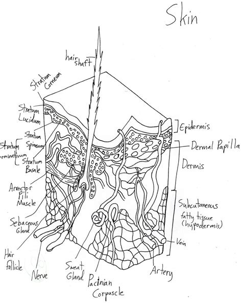 Skin Layers Diagram - Viewing Gallery