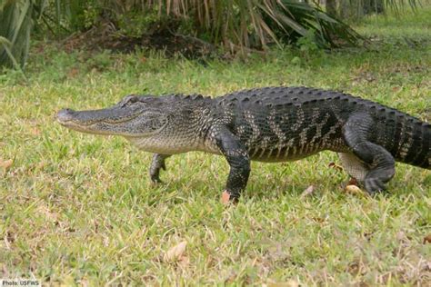 American Alligator Facts, Pictures & In-Depth Information