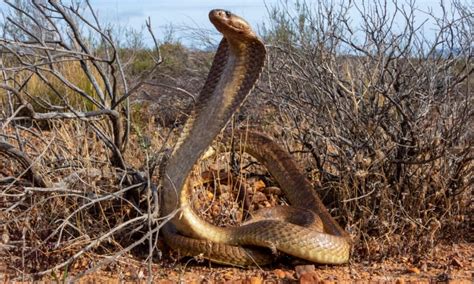 Cape Cobra Bite: Why it has Enough Venom to Kill 9 Humans & How to Treat It - IMP WORLD