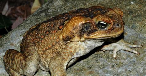 Musings of a Biologist and Dog Lover: Invasive Species: Cane Toad