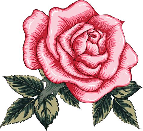 Rose flower drawing. 19859227 PNG