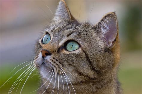 1600x1200 resolution | adult brown tabby cat with green eyes HD wallpaper | Wallpaper Flare