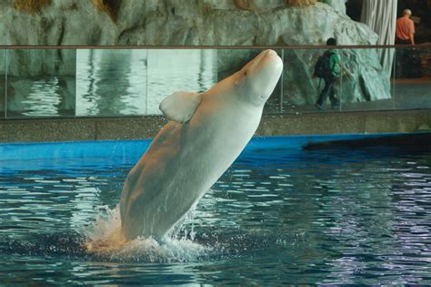 Beluga Whale | Shedd aquarium chicago, Shedd aquarium, Chicago aquarium