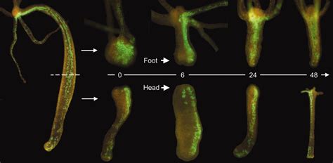 Hydra Regeneration