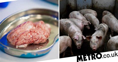 'Frankenstein scientists' bring pig brains back to life after death | Metro News