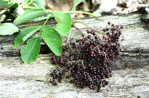 How to Identify the Elderberry Bush | Outdoor Life