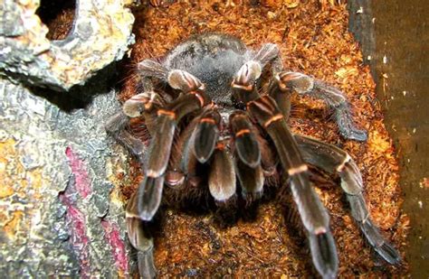 Goliath Birdeater - Description, Habitat, Image, Diet, and Interesting ...