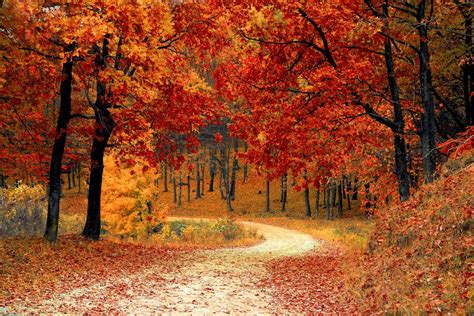 Autumn Fall Path Forest Royalty Free Photo