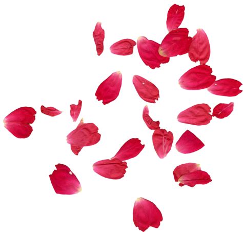 Falling Rose Petals Png