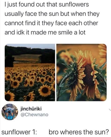 The best Sunflower memes :) Memedroid