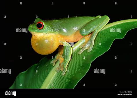 Dainty Tree Frog (Litoria gracilenta) calling, Daintree National Park ...