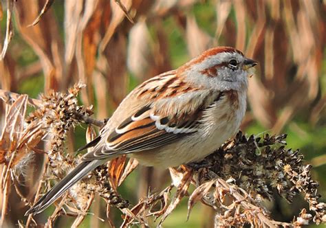 Recent Sightings: Tree Sparrows at the Nature Preserve