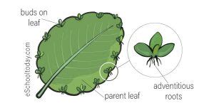 What is Vegetative Propagation in Asexual Reproduction? – Eschooltoday