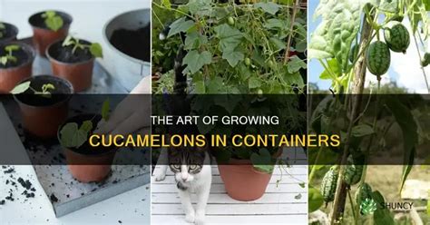 The Art Of Growing Cucamelons In Containers | ShunCy