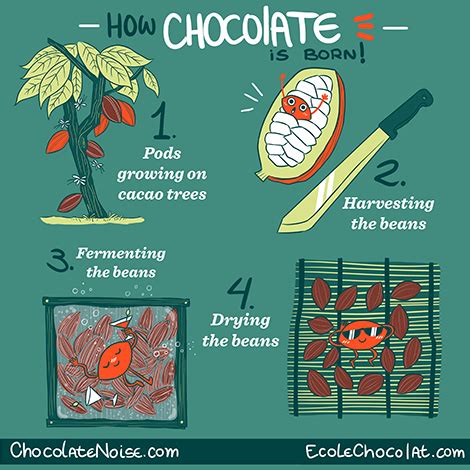 What are nibs in the chocolate making process