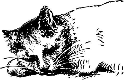 Clipart - sleeping cat