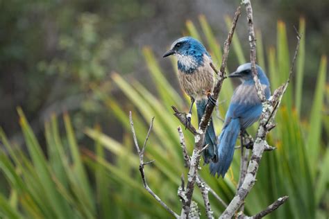 How Researchers Hope to Save the Florida Scrub-Jay From an Inbreeding Crisis | Audubon