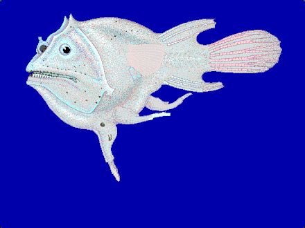 Anglerfish - Wikipedia