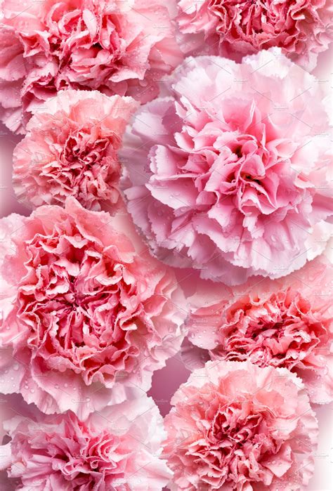 Pink carnation flower background | High-Quality Nature Stock Photos ...