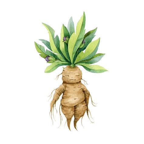 60 Baby Mandrake Royalty-Free Images, Stock Photos & Pictures | Shutterstock