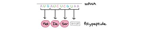 The Triplet Code - Genetic Code - MCAT Content