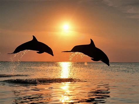 Dolfins in THE sun | Dolphin photos, Dolphins, Animals