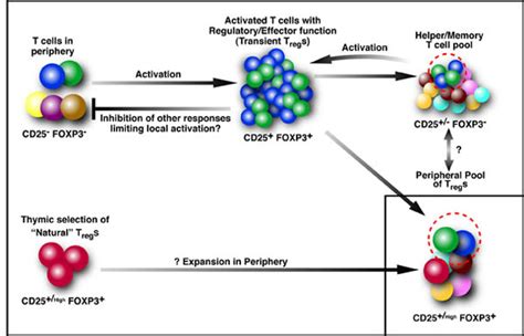 Genesis of CD4 and CD8 regulatory T cells and effector CD4 T-cell ...