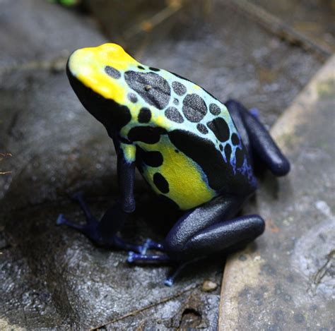 Vibrant Dendrobates tinctorius “Robertus” Dart Frog from oneillscrossing.com