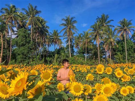 Sunflowers Are Blooming in This Beautiful Farm in Albay