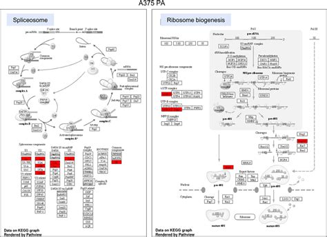 Frontiers | Biomechanical and biochemical assessment of YB-1 expression ...